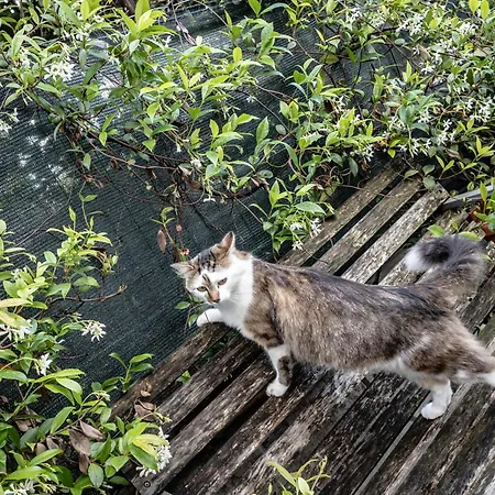 公寓式酒店 大慈恩卡斯公寓 4*